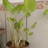 گل بابا ادم