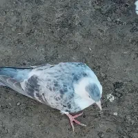 کفتر رنگی|پرنده|مشهد, شهرک ابوذر|دیوار