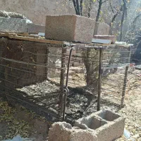 توری مرغی چترود