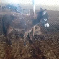 کره الاغ ماده|حیوانات مزرعه|رامند, |دیوار