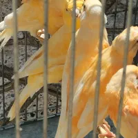 قناری سرخ پرتغالی جوجه سهره وسهر قناری