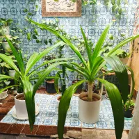 گل موزی باگلدان