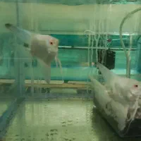 مولد آنجل بلغاری|ماهی|خسروشاه, |دیوار