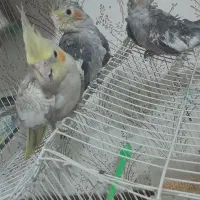 جوجه عروس هلندی