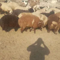 فروش ۱۴ جفت بره|حیوانات مزرعه|رامشیر, |دیوار