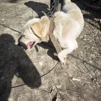 سگ نر پاکوتاه