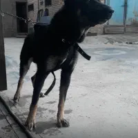 سگ نگهبان