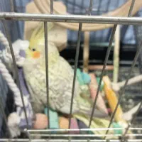 عروس و مرغ عشق