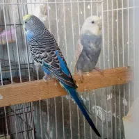 مرغ عشق با جوجه