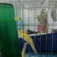 قناری نر پرتقالی