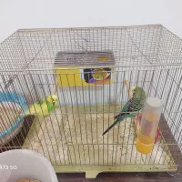 فوری فوری خاص|پرنده|شهرکرد, |دیوار