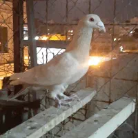 دو طوق کبوتر|پرنده|آبیک, |دیوار