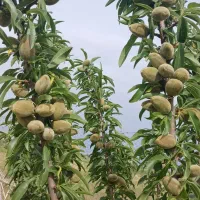 معاوضه-و-فروش
