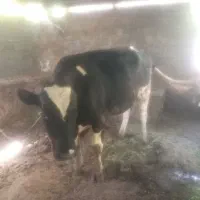 گوساله