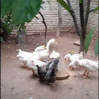 قوغاز لیندا