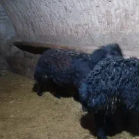 بره قوچ قره قزل|حیوانات مزرعه|بلبان آباد, |دیوار