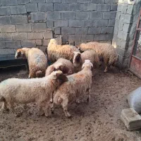 فروش کاونررپرواری