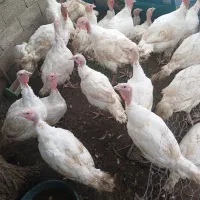 بوقلمون|حیوانات مزرعه|لنگرود, |دیوار