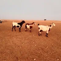 بزنژدی|حیوانات مزرعه|نهاوند, |دیوار