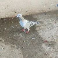 چهار عدد حیون|پرنده|مه ولات, |دیوار