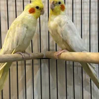 عروس هلندی مولد|پرنده|باقرشهر, |دیوار