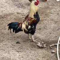 خروس ۱ ساله اردک مسکویی نر سفید ۱ ساله