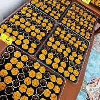 حلوا نثار ویترینی|خدمات پذیرایی، مراسم|ارومیه, |دیوار