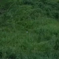 گوساله ماده هولشتاین