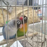 ی جفت کوتوله بالغ برزیلی