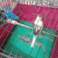 قناری ابلغ نر|پرنده|ری, تقی آباد|دیوار