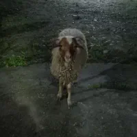 گوسفند نریکساله