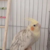 عروس هلندی طوطی|پرنده|محمدشهر, محمدشهر|دیوار