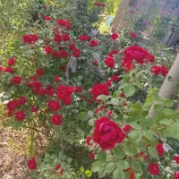 هرس انواع گل درخت کاشتن انواع گل و نهال