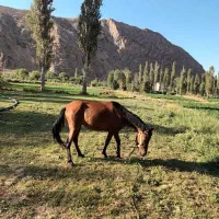 اسب فوق العاده زیبا