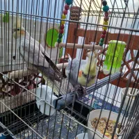 جفت عروس هلندی مولد