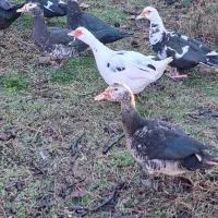 اردک و بوقلمون|حیوانات مزرعه|پره‌سر, |دیوار