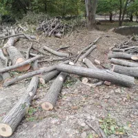 خرید و فروش چوب