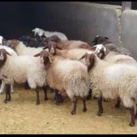 گوسفند زنده دشت صحرا از کوهای، کلات درسراسر تهران|حیوانات مزرعه|تهران, یافتآباد|دیوار