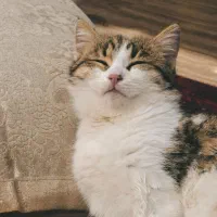 واگذاری گربه|گربه|یاسوج, |دیوار