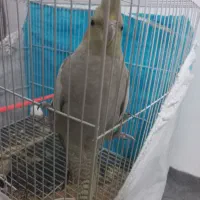 عروس هلندی|پرنده|مشهد, نیزه|دیوار