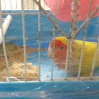 یک عدد طوطی برزیلی 1 جفت عروس هلندی با تخم و قفس|پرنده|ری, شهادت|دیوار