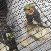 عروس هلندی بالغ|پرنده|نکا, |دیوار