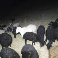 قوچ هترو جهت اصلاح نژاد و چند قلو زایی