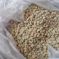 عدس کرنگ کالپوش