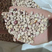 لوبیا چیتی و سفید خمین ارگانیک و خوشپخت|خوردنی و آشامیدنی|کاشان, فاز ۱ ناجی آباد|دیوار