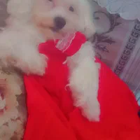 سگ پاکوتاه شیتزوماده