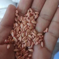 گندم|عمدهفروشی|خاش, |دیوار
