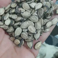 فروش تخمک