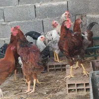فروش مرغ اصیل محلی