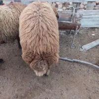 بره نر افشار